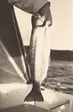 Trout by Peter Peryer, gelatin silver print, sold Jun 2009