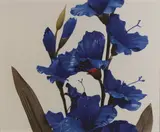 Richard Maloy, Blue Flowers, type C print, 1/3