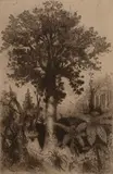 Trevor Lloyd, His Majesty the Kauri, etching