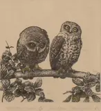 Russell Jackson, Morepork Owls, etching 14/40