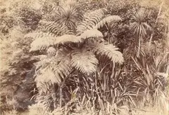 William Partington, Tree Fern and Cabbage Trees, albumen print