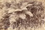 William Partington, Tree Fern and Cabbage Trees, albumen print