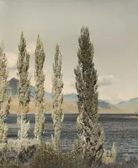 F. S Grauf, Autumn Poplars, Lake Wakatipu, hand-coloured photograph