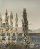 F. S Grauf, Autumn Poplars, Lake Wakatipu, hand-coloured photograph