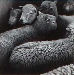 Farm Study by Peter Peryer, gelatin silver print, sold Dec 2008