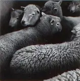 Farm Study by Peter Peryer, gelatin silver print, sold Dec 2008