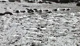 Peter Peryer, Birds, Chatham Islands