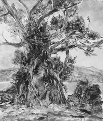 Renzo Padovan, Tree at Whanarua Bay (Bay of Plenty), mixed media