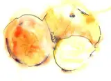 Joanna Harris, Still Life with Orange, watercolour and pastel on paper