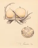Theodorus Johannes Schoon, Still life with Branch