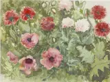 Heather Francis, Poppies in the Garden, watercolour