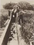 Dipping the Sheep by Nz Tourist and Publicity, albumen print, sold Jun 2008