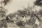 Picking Apples by Nz Tourist and Publicity, albumen print, sold Jun 2008