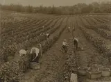 Gathering Grapes, Vineyard Auckland by Nz Tourist and Publicity, albumen print, circa 1915, sold Jun 2008