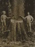 Tree Felling, North Island by Nz Tourist and Publicity, silver gelatin print, circa 1920, sold Jun 2008