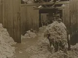 In the Wool Shed by Nz Tourist and Publicity, silver gelatin print, circa 1920, sold Jun 2008