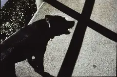 Peter Black, Black Dog and Cross, cibachrome photograph, 1984