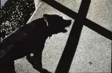 Peter Black, Black Dog and Cross, cibachrome photograph, 1984