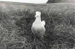 Wandering Albatross, Auckland Islands by Peter Peryer, gelatin silver print, sold Apr 2008