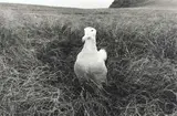 Wandering Albatross, Auckland Islands by Peter Peryer, gelatin silver print, sold Apr 2008