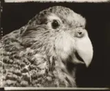 Ka Koriki Te Manu: The Chorus of Birds by Fiona Pardington, gelatin silver print, 4/5, sold Apr 2008