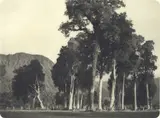 Ellis Dudgeon, White Pine, Westland, gelatin silver print