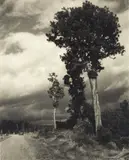 George Chance, Relics of the Forest - Near Taihape, gelatin silver print exposed through a textured screen