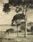 George Chance, Kowhai Trees - Otago Coast, gelatin silver print exposed through a textured screen