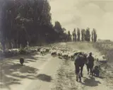 George Chance, Sheep Drover, Hawkes Bay