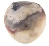Ray Rogers, Fungoid form