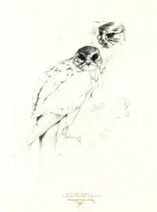 Ray Ching, Adult Birds, graphite on paper