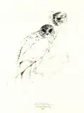 Ray Ching, Adult Birds, graphite on paper