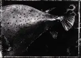Fiona Pardington, Bloater