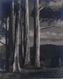 George Chance, Stately Gums - Near Wellington