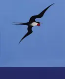 Don Binney, Pacific Frigate Bird