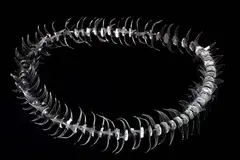 Emily Siddell, Midnight Lei 2002, Fused and cast glass with hand-fired ceramics