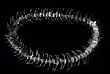 Emily Siddell, Midnight Lei 2002, Fused and cast glass with hand-fired ceramics