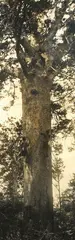 H. Goldie, The Kauri Gum Collectors, carbon print, circa 1910