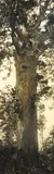 H. Goldie, The Kauri Gum Collectors, carbon print, circa 1910