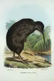 A di Lorenzo, Apterice - Apterix Australis (Kiwi), hand-coloured lithograph, circa 1840