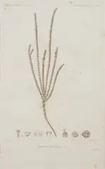 Dumont D'Urville, Flore de Nouvelle Zelande, engraving, circa 1843
