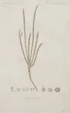 Dumont D'Urville, Flore de Nouvelle Zelande, engraving, circa 1843