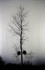 Julia Morison, There's too much juice in you yet for truth, lambda print, 1/5, 1998