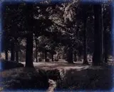George Chance, Woodland Sunshine - Christchurch