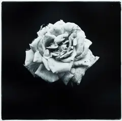 Paul Ferman, Rose, 1996, Silver Gelatin Photograph 2/20