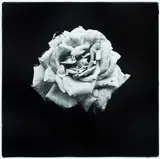Paul Ferman, Rose, 1996, Silver Gelatin Photograph 2/20