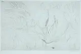 Brett Whiteley, Monstera Deliciosa, 1978, Etching 29/40