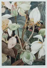 Cressida Campbell, Lotus, 2019/2022, Pigment Print on Cotton Rag Paper 7/75