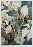 Cressida Campbell, Lotus, 2019/2022, Pigment Print on Cotton Rag Paper 7/75