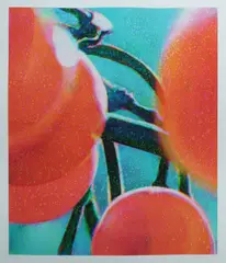 Timothy Maguire, Orange Berries, 2006, Archival Pigment Print 18/35